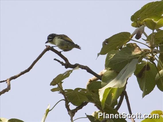 Yellow-fronted Tinkerbird (Pogoniulus chrysoconus)