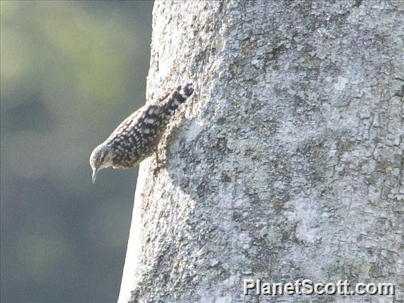 African Spotted Creeper (Salpornis salvadori)