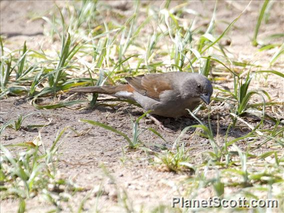 Swainson's Sparrow (Passer swainsonii)