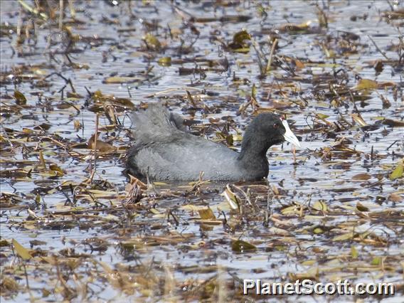 Red-knobbed Coot (Fulica cristata)