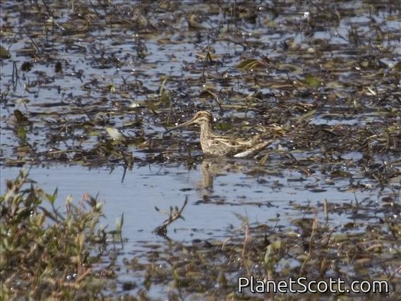 Common Snipe (Gallinago gallinago)