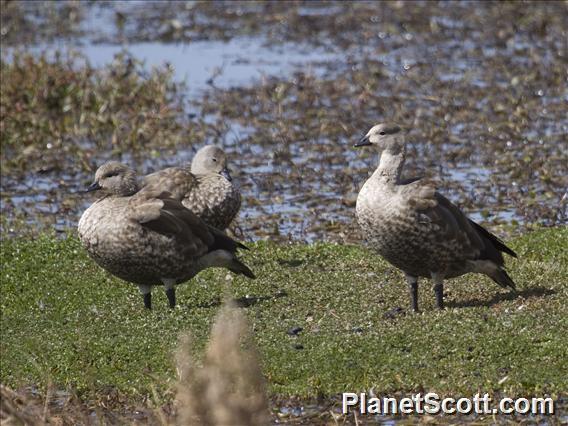 Blue-winged Goose (Cyanochen cyanoptera)