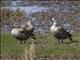 Blue-winged Goose (Cyanochen cyanopterus)