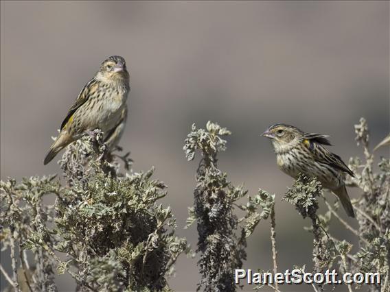 Yellow Bishop (Euplectes capensis)