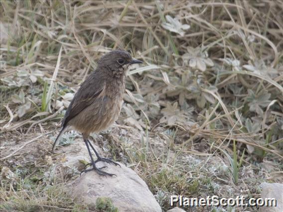 Moorland Chat (Pinarochroa sordida)