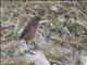 Moorland Chat (Cercomela sordida)