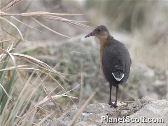 Rouget's Rail (Rougetius rougetii)