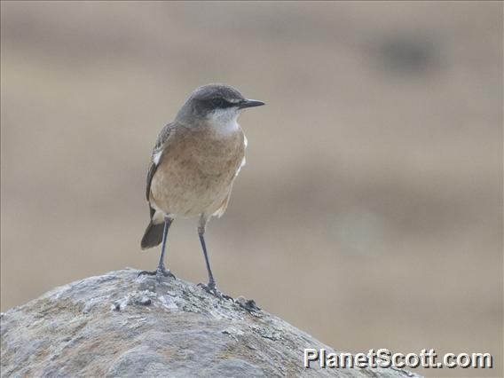 Rusty-Breasted Wheatear (Oenanthe frenata)