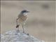 Bottas Wheatear (Oenanthe bottae)