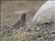 Red-throated Pipit (Anthus cervinus) - Female