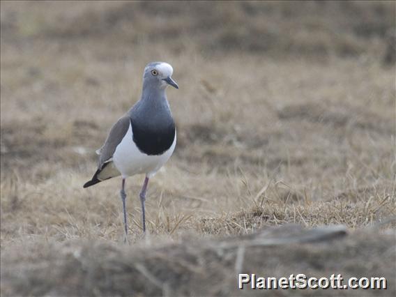 Black-winged Lapwing (Vanellus melanopterus)