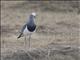 Black-winged Lapwing (Vanellus melanopterus)