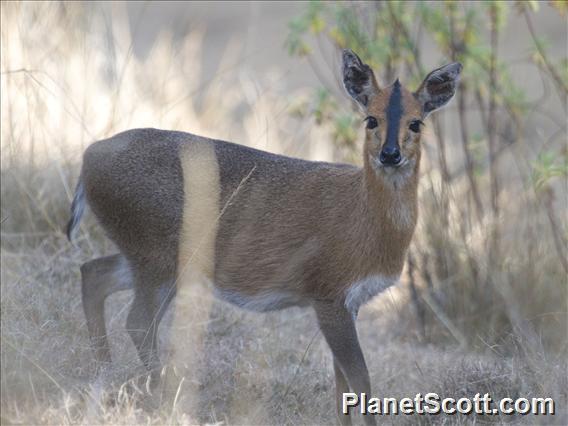 Bush Duiker (Sylvicapra grimmia)