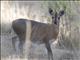 Bush Duiker (Sylvicapra grimmia)