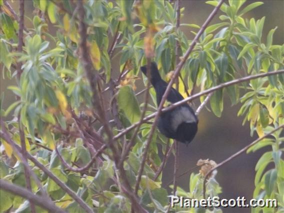 White-backed Black-Tit (Melaniparus leuconotus)