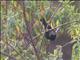 White-backed Tit (Parus leuconotus)