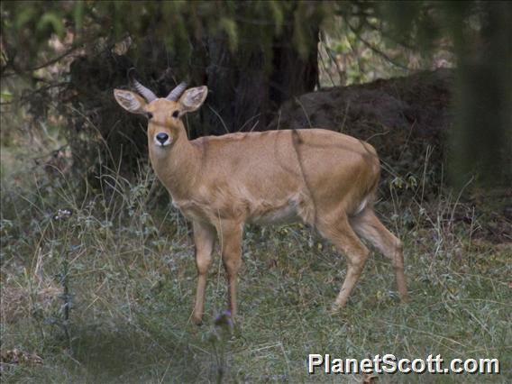 Bohar reedbuck (Redunca redunca)