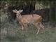 Bohar reedbuck (Redunca redunca)