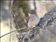 Dusky Alseonax (Muscicapa adusta)