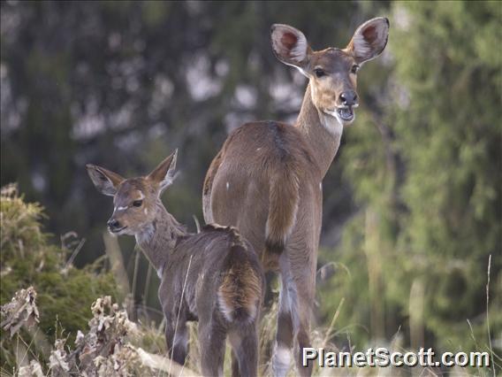 Mountain Nyala (Tragelaphus buxtoni)