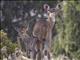 Mountain Nyala (Tragelaphus buxtoni) - Female and Young