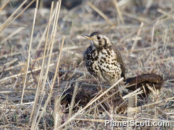 Ethiopian Thrush (Turdus simensis)