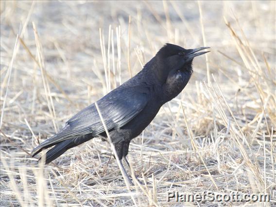 Cape Crow (Corvus capensis)