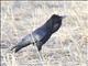 Cape Crow (Corvus capensis)