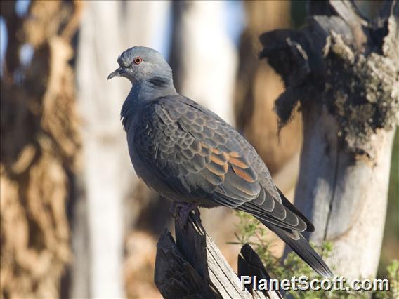 Dusky Turtle-Dove (Streptopelia lugens)