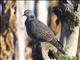 Dusky Turtle-Dove (Streptopelia lugens)