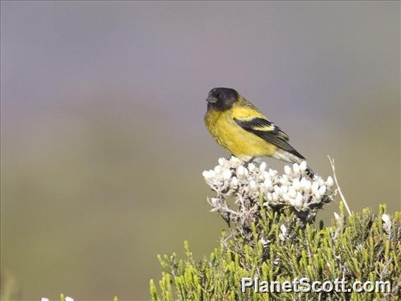 Abyssinian Siskin (Serinus nigriceps)