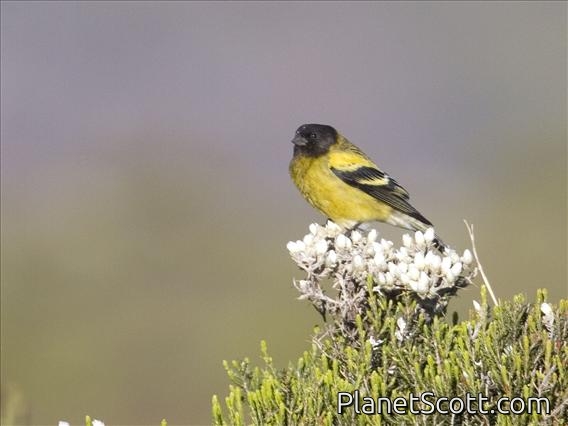 Ethiopian Siskin (Serinus nigriceps)