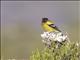 Abyssinian Siskin (Serinus nigriceps)