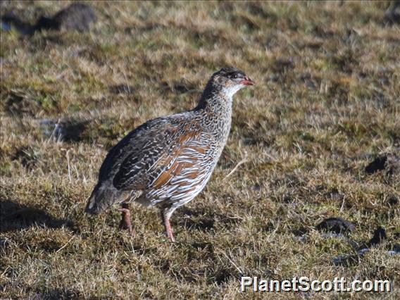 Chestnut-naped Francolin (Pternistis castaneicollis)