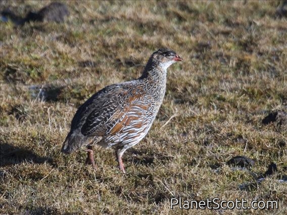 Chestnut-naped Spurfowl (Pternistis castaneicollis)