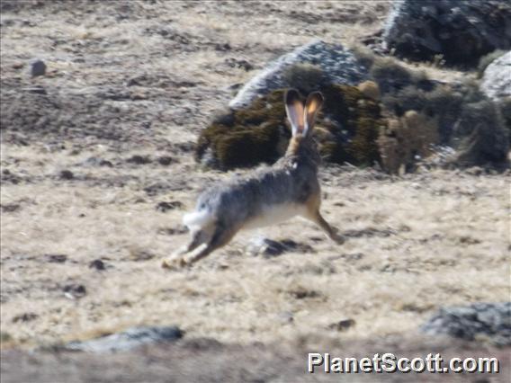 Stark's Hare (Lepus starki)