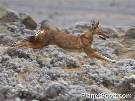 Ethiopian Wolf (Canis simensis)