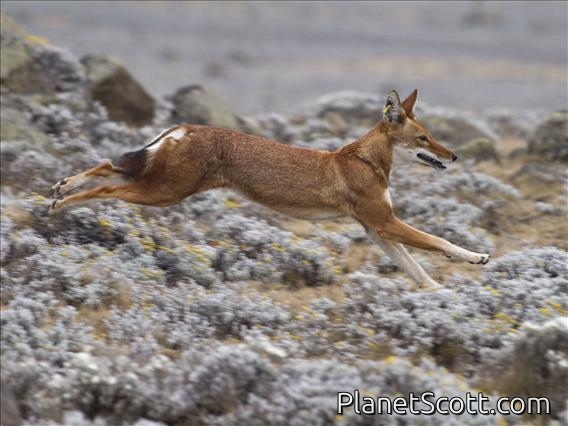 Images for Mammals