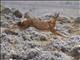 Ethiopian Wolf (Canis simensis)