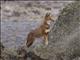 Ethiopian Wolf (Canis simensis)