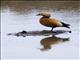 Ruddy Shelduck (Tadorna ferruginea)