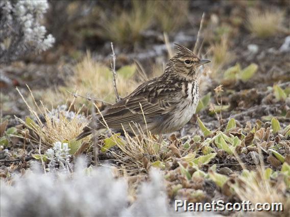 Thekla's Lark (Galerida theklae)