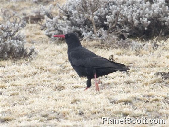 Red-billed Chough (Pyrrhocorax pyrrhocorax)