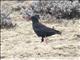 Red-billed Chough (Pyrrhocorax pyrrhocorax)