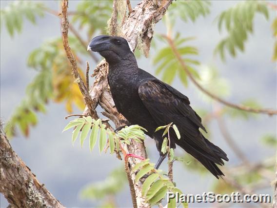 Thick-billed Raven (Corvus crassirostris)