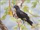 Thick-billed Raven (Corvus crassirostris)