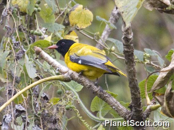 Dark-headed Oriole (Oriolus monacha)