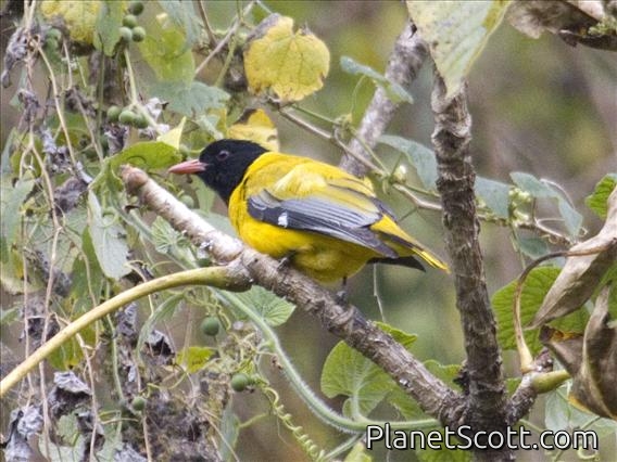 Ethiopian Black-headed Oriole (Oriolus monacha)