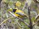 Dark-headed Oriole (Oriolus monacha)