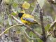 Ethiopian Black-headed Oriole (Oriolus monacha)